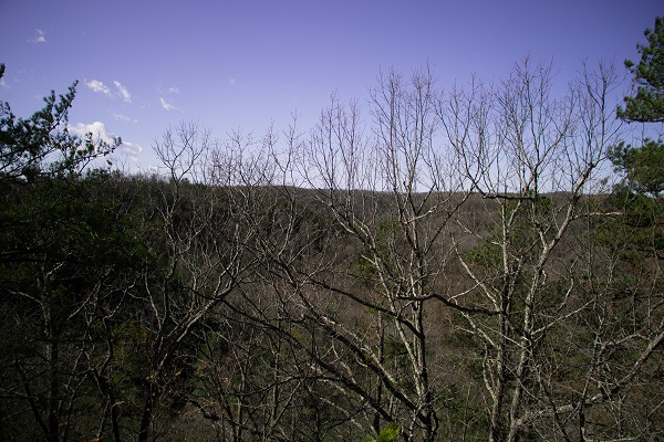 Looking into a tree filled valley